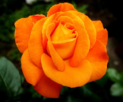 Jak dbać o róże w przydomowym ogrodzie?